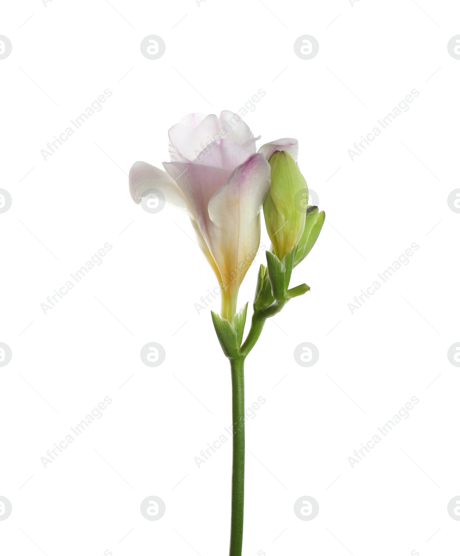 Photo of Beautiful tender freesia flower isolated on white