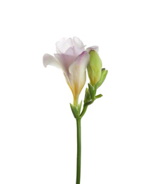 Photo of Beautiful tender freesia flower isolated on white