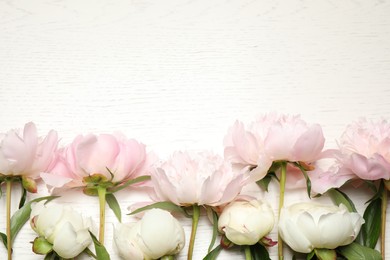 Photo of Beautiful blooming peonies on white wooden table, flat lay. Space for text