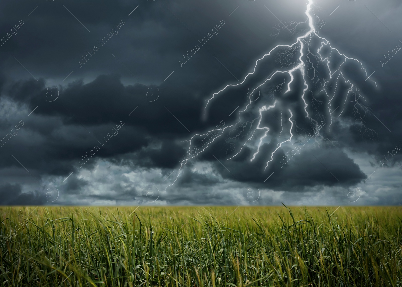 Image of View of field and cloudy sky with lightning. Thunderstorm