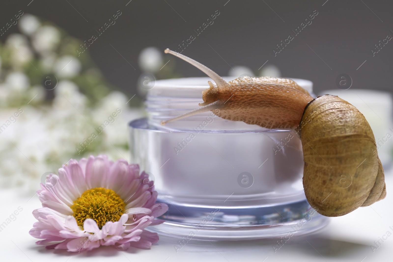 Photo of Snail, jar with cream and chrysanthemum flower on white background, closeup