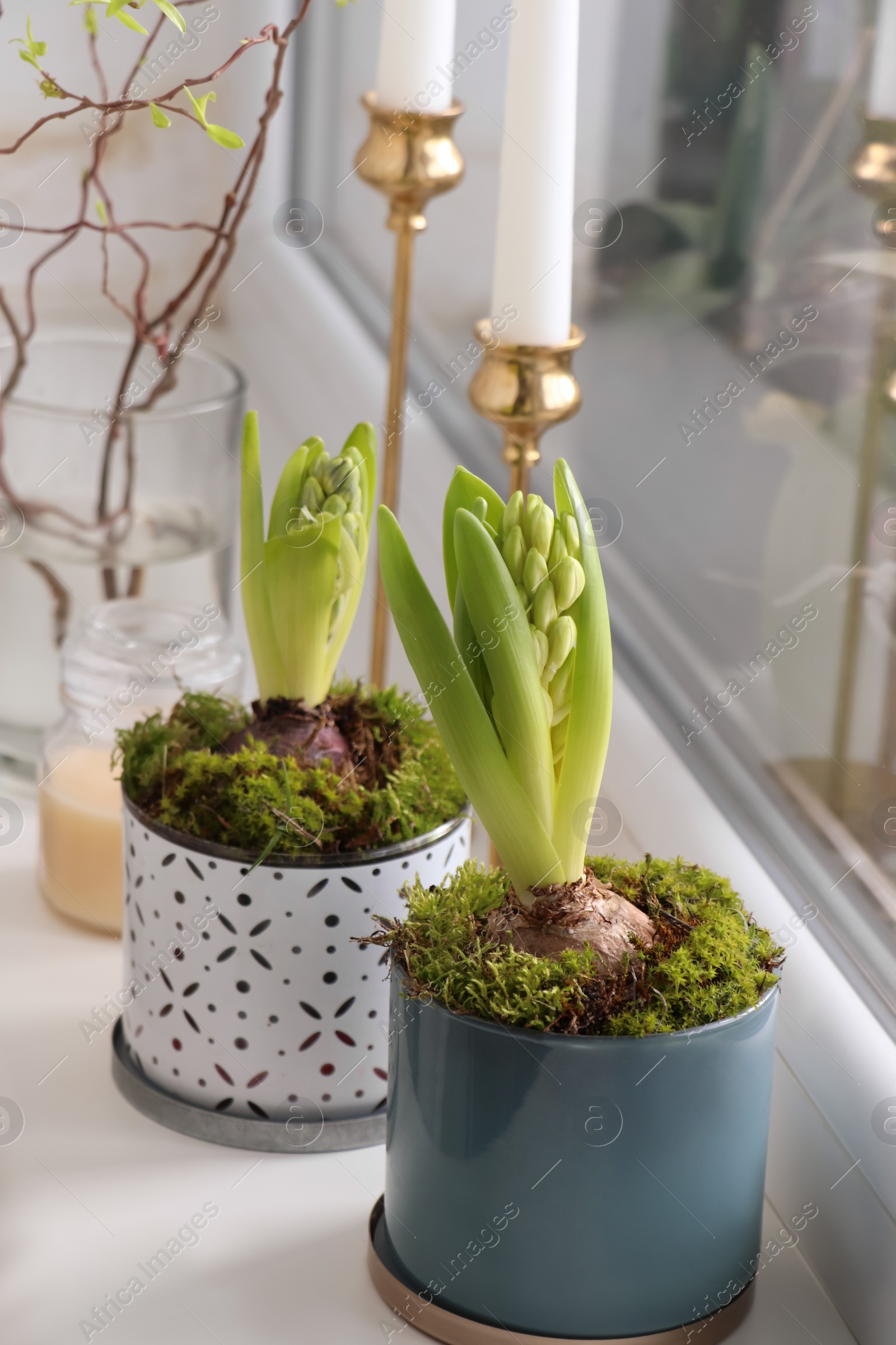 Photo of Potted hyacinths on window sill indoors. First spring flowers