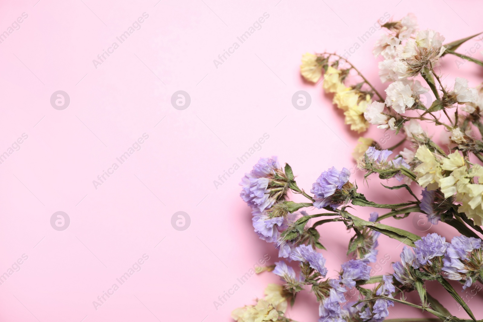 Photo of Flat lay composition with beautiful flowers on pink  background, space for text