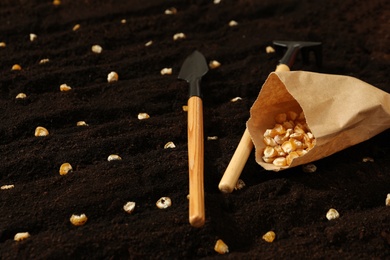 Photo of Paper bag with corn seeds and gardening tools on fertile soil