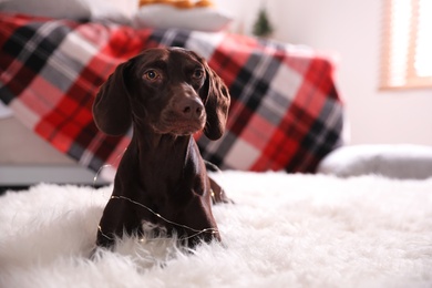 Cute dog with Christmas lights at home, space for text