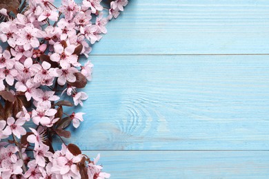 Photo of Beautiful sakura tree blossoms on light blue wooden background, flat lay. Space for text