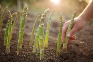 Man picking fresh asparagus in field, closeup