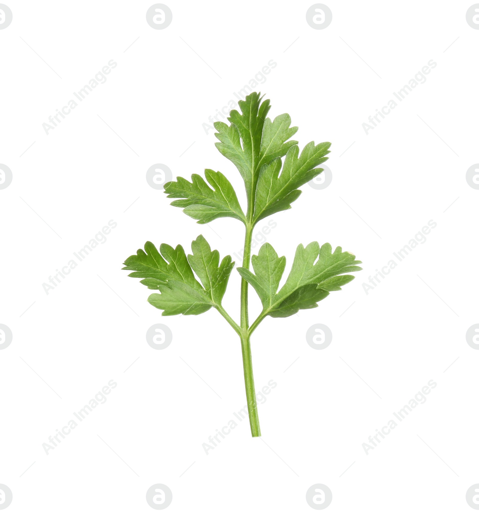 Photo of Leaves of fresh tasty parsley on white background, top view