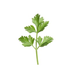 Leaves of fresh tasty parsley on white background, top view