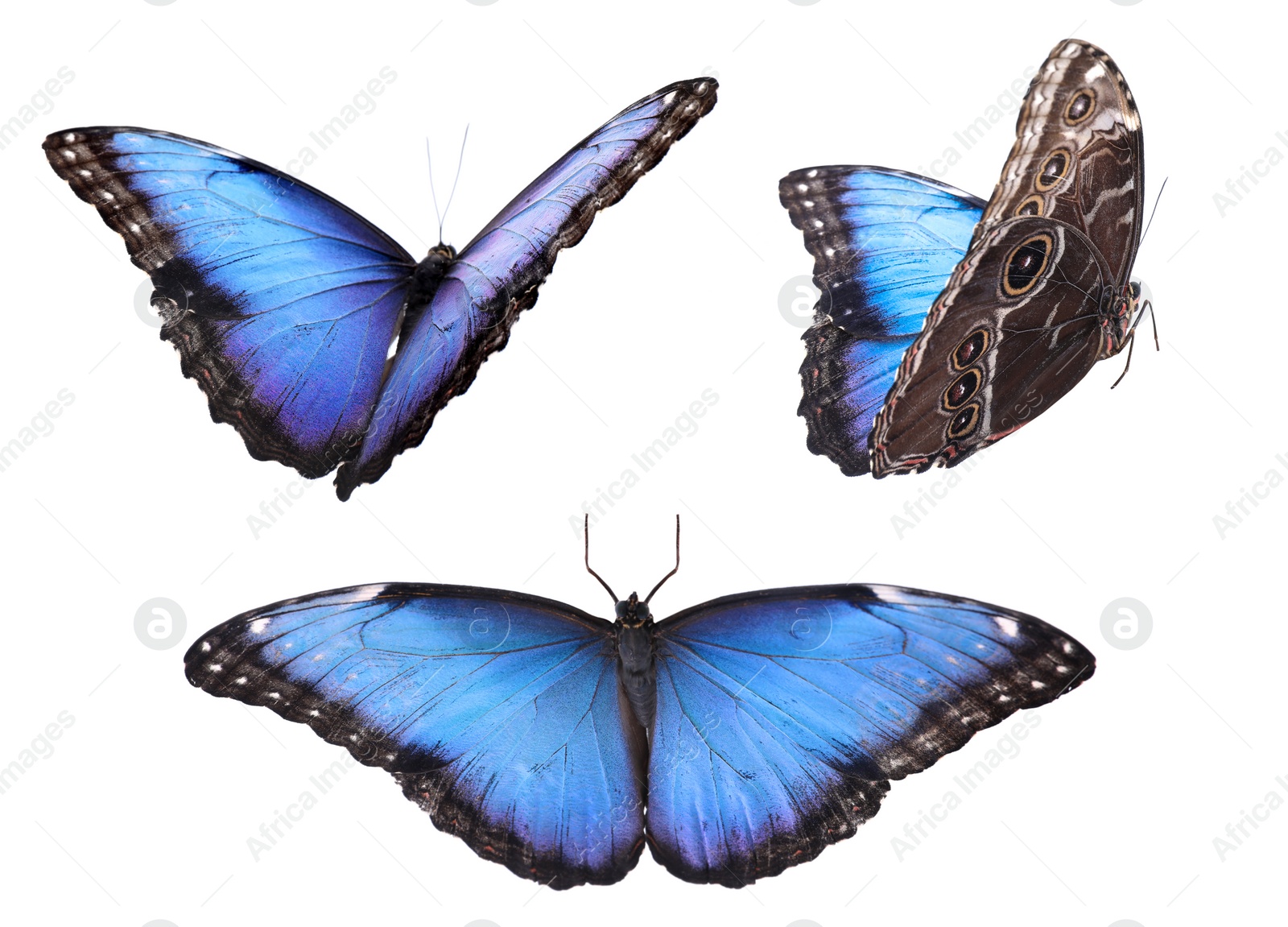 Image of Set of beautiful blue morpho butterflies on white background