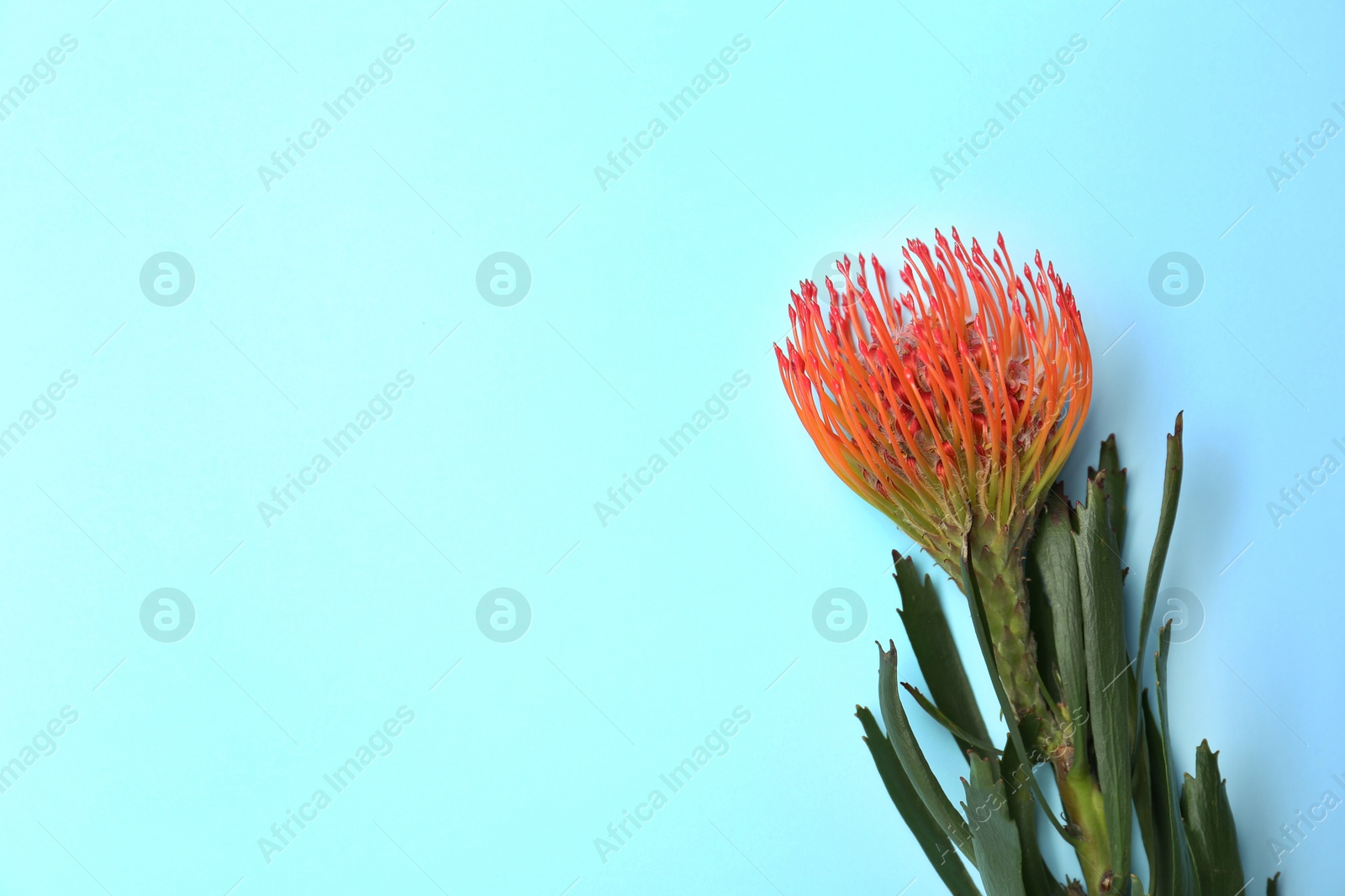 Photo of Beautiful protea flower on blue background. Tropical plant