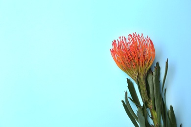 Beautiful protea flower on blue background. Tropical plant