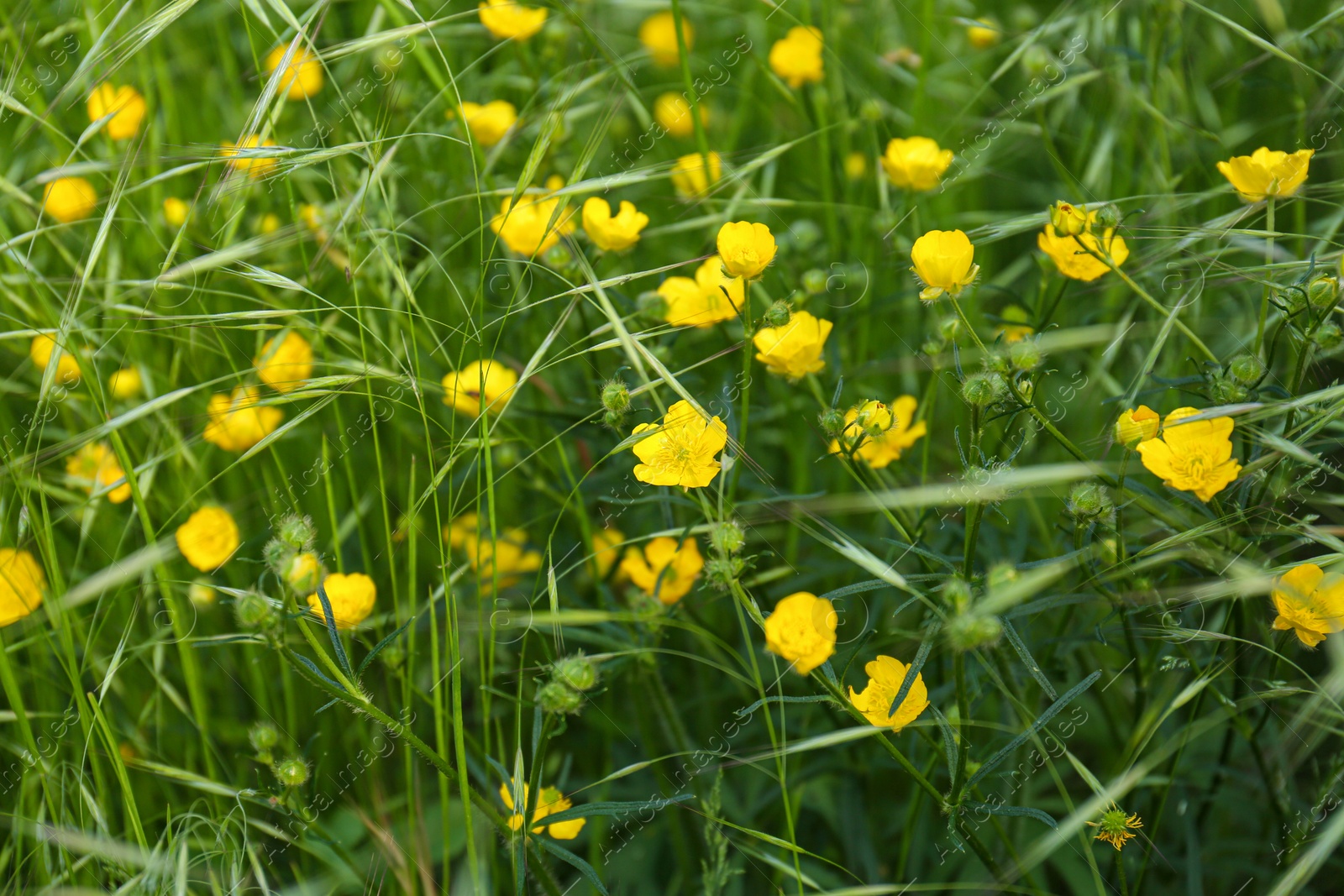 Photo of Beautiful yellow buttercup flowers growing in green grass outdoors, closeup