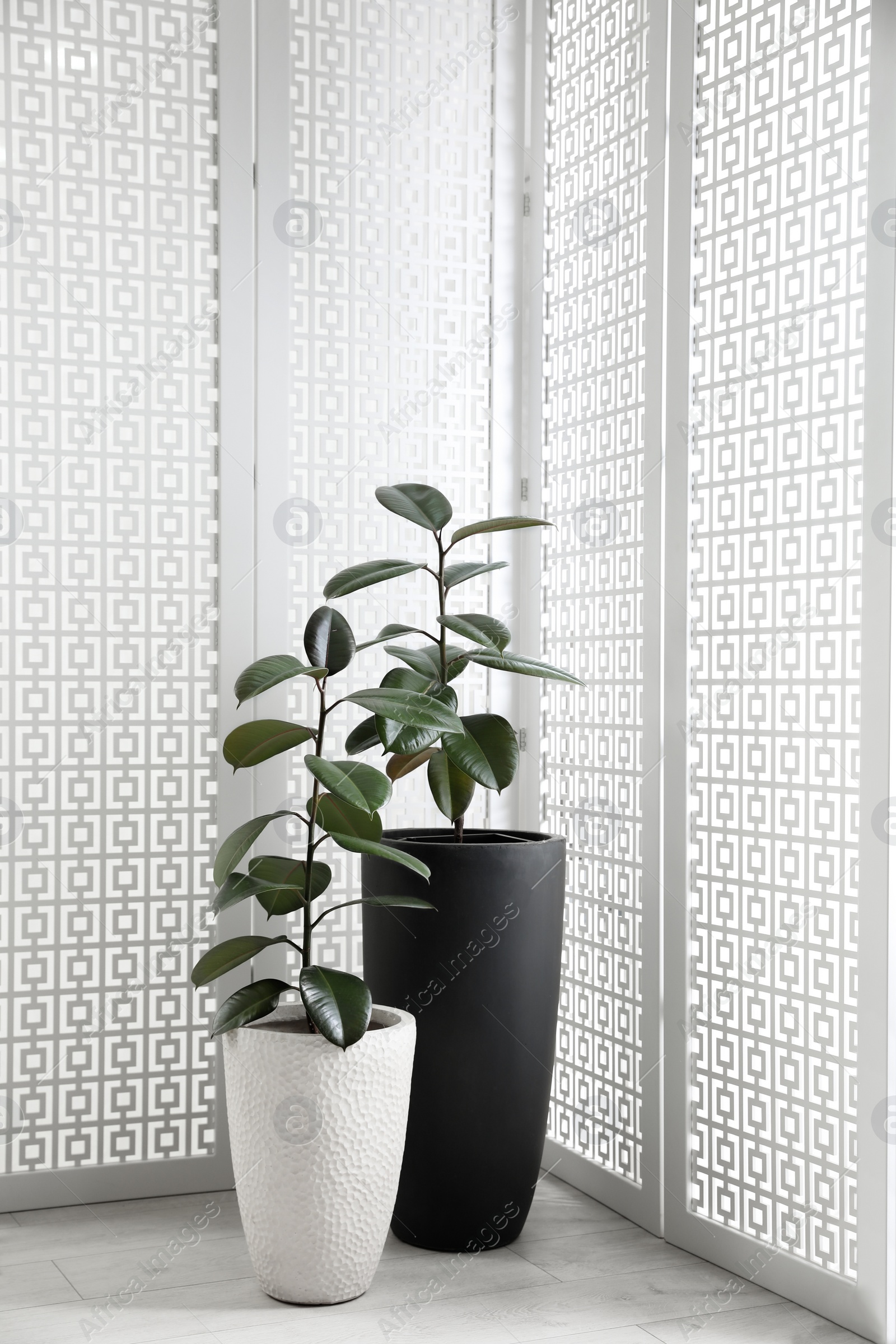 Photo of Beautiful potted ficus plants near folding screen indoors