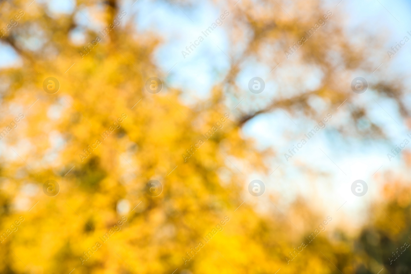 Photo of Blurred view of autumn foliage outdoors. Bokeh effect