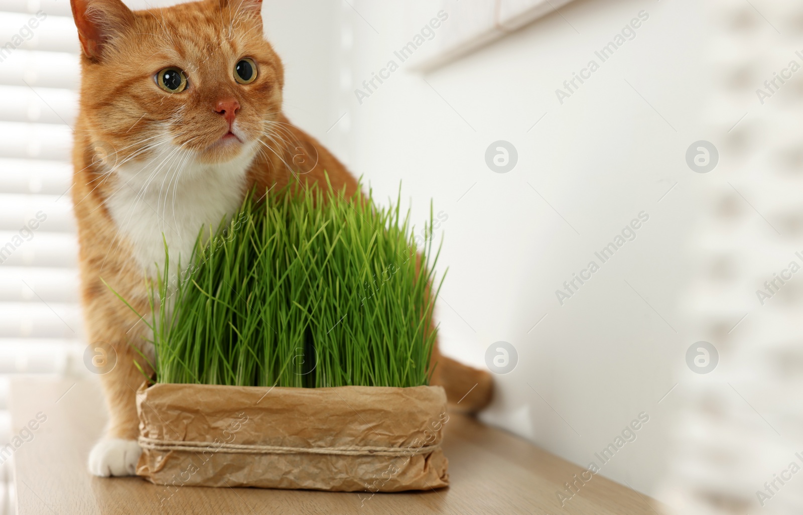 Photo of Cute ginger cat near potted green grass on wooden table indoors, space for text