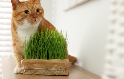 Cute ginger cat near potted green grass on wooden table indoors, space for text