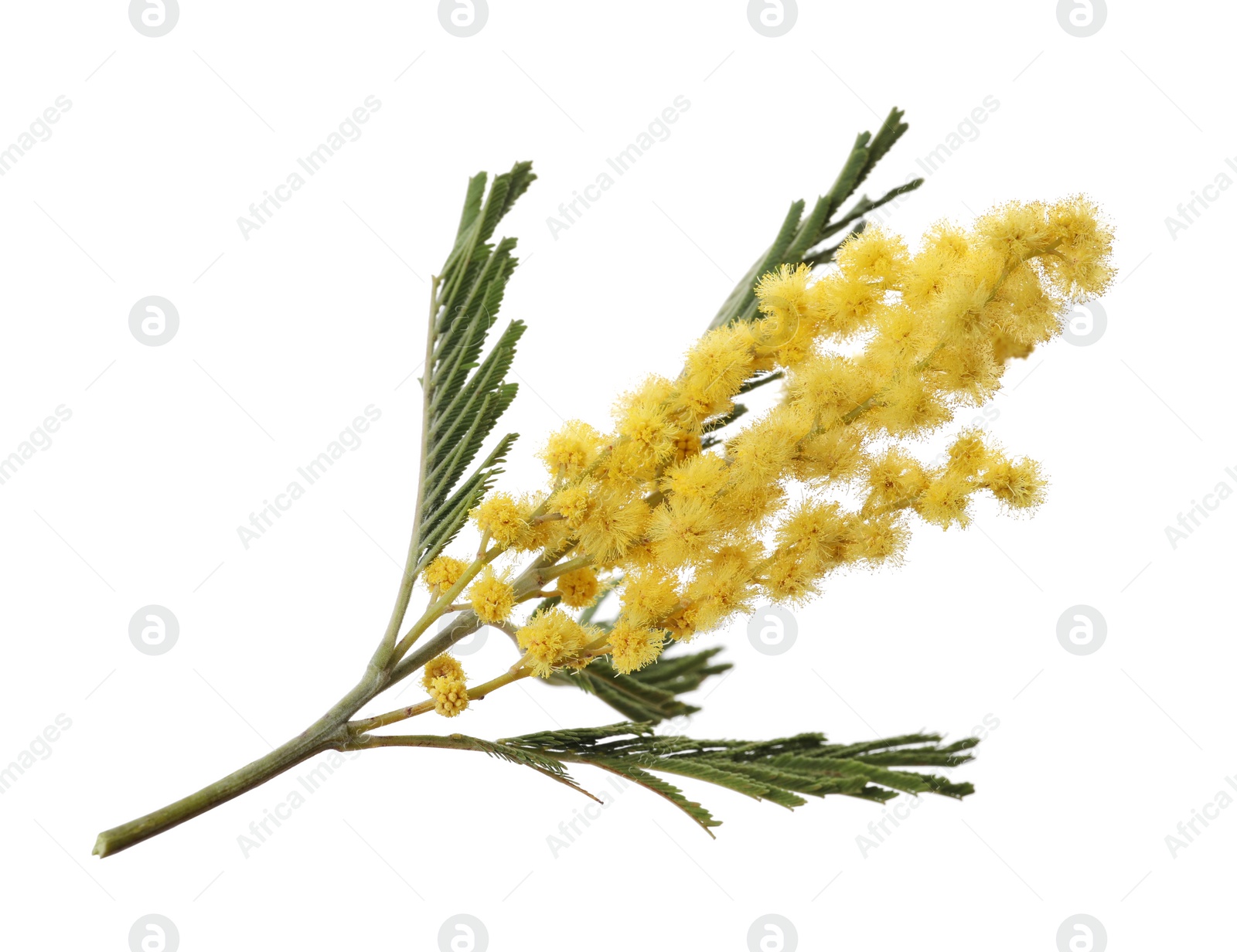 Photo of Beautiful mimosa plant with yellow flowers isolated on white