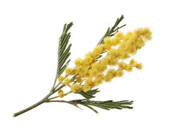 Photo of Beautiful mimosa plant with yellow flowers isolated on white