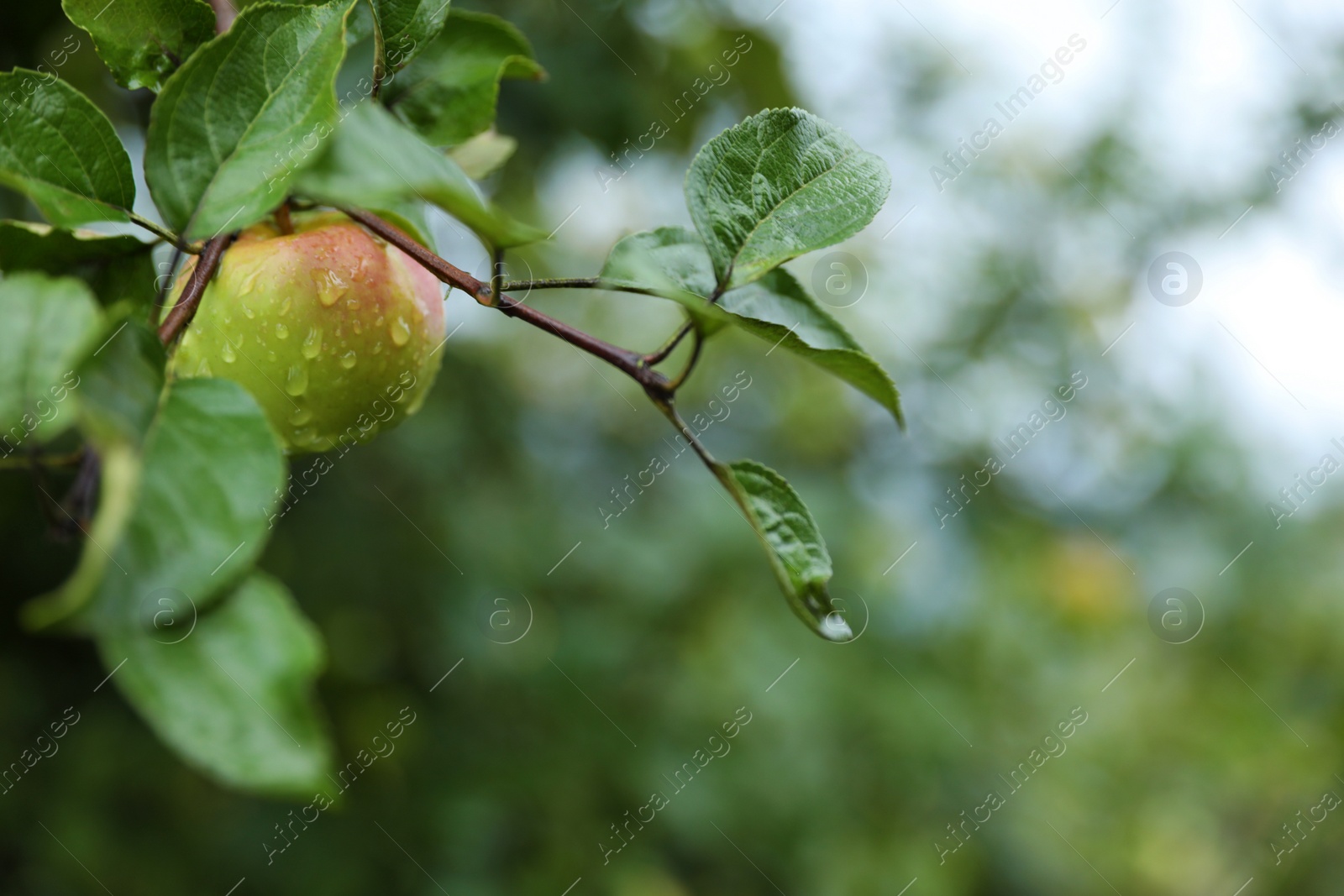 Photo of Branch of apple tree with ripe fruit in garden, closeup