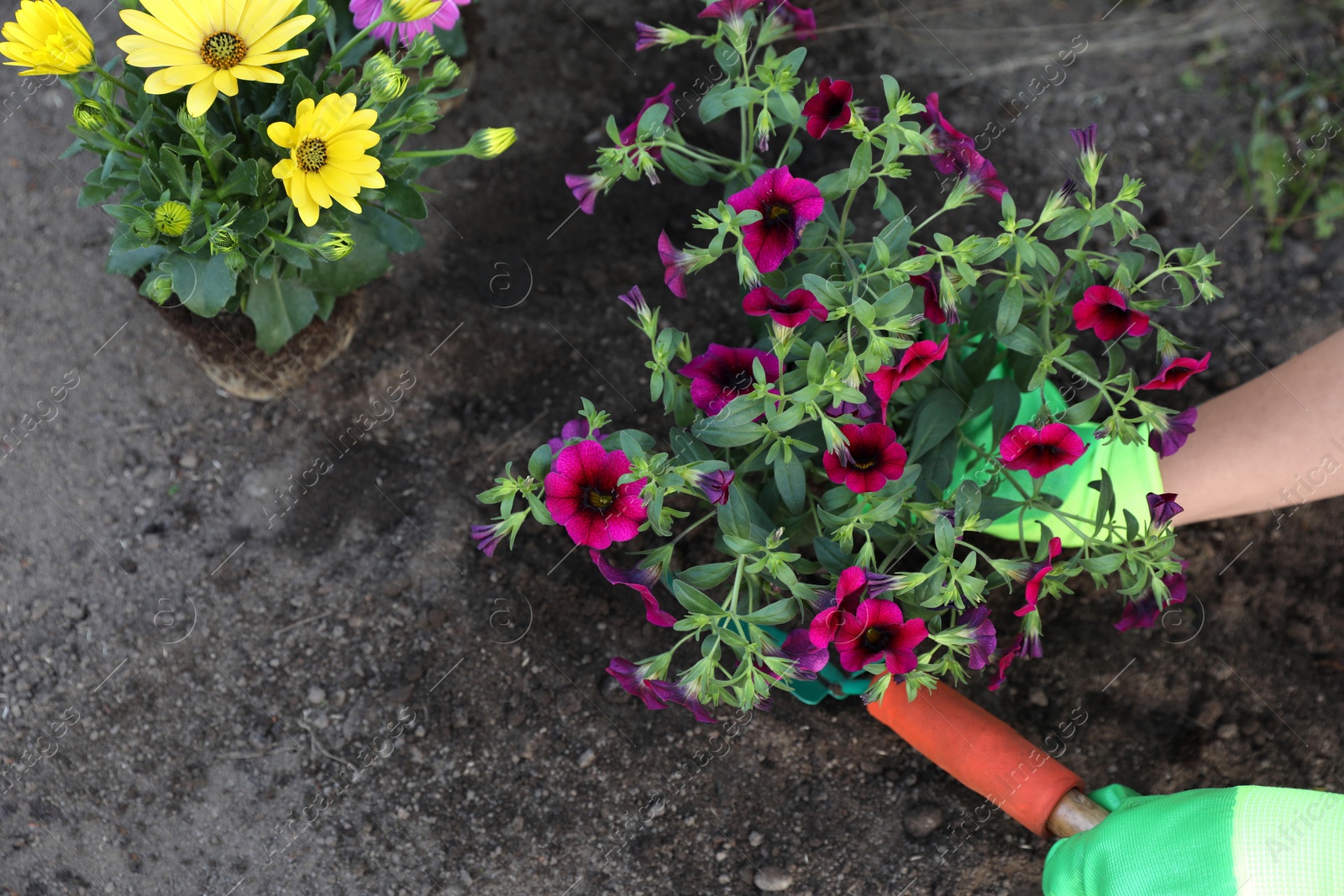 Photo of Woman in gardening gloves planting beautiful blooming flowers outdoors, above view