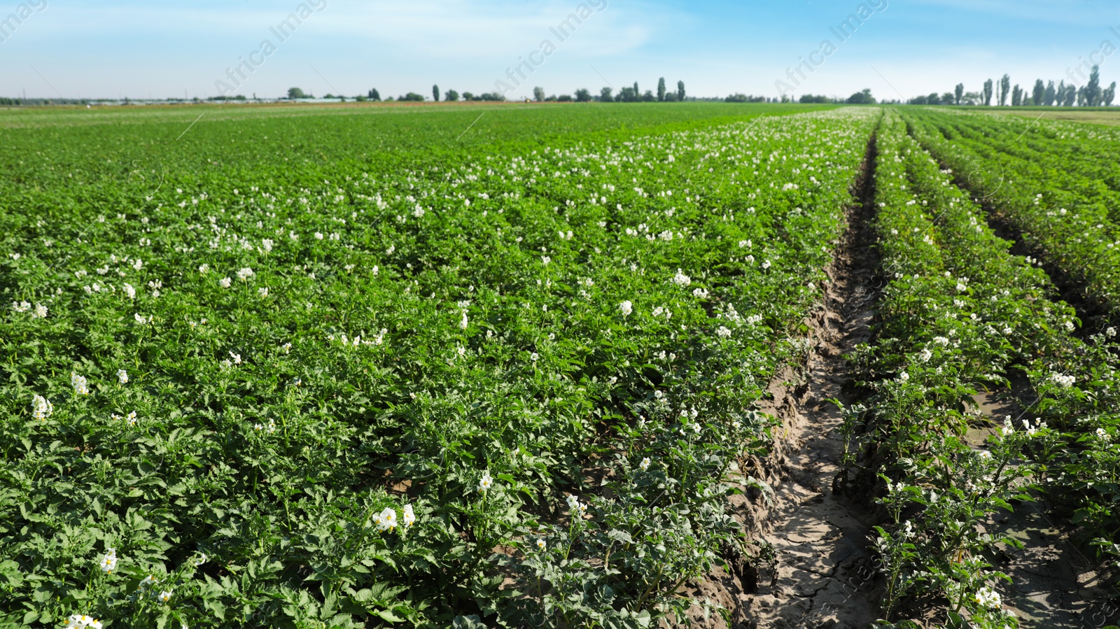 Photo of Beautiful field with blooming potato bushes on sunny day