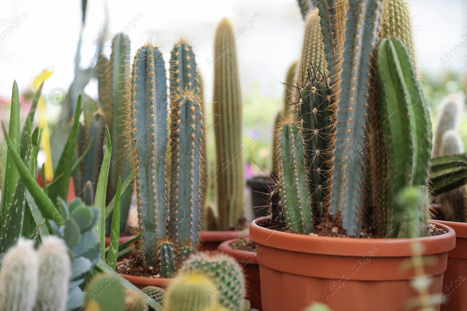 Photo of Many different beautiful cacti on blurred background