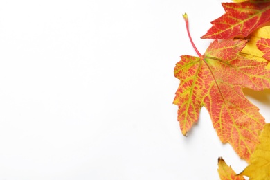 Colorful autumn leaves on white background, top view
