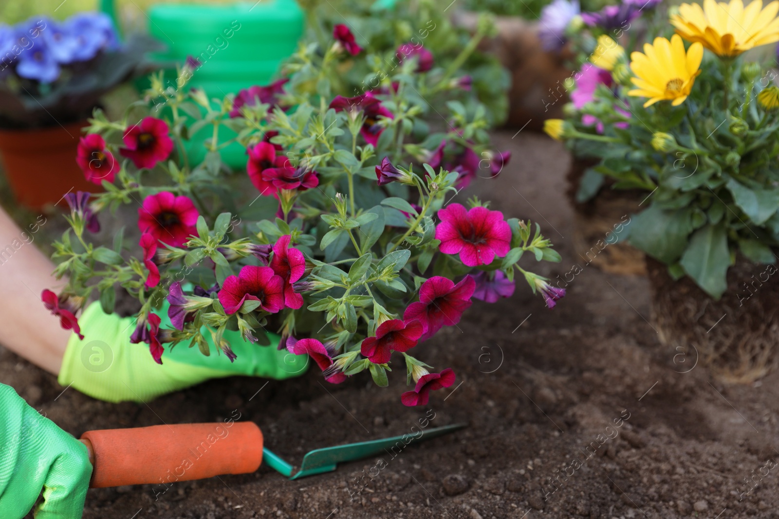 Photo of Woman in gardening gloves planting beautiful blooming flowers outdoors, closeup