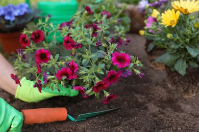 Woman in gardening gloves planting beautiful blooming flowers outdoors, closeup