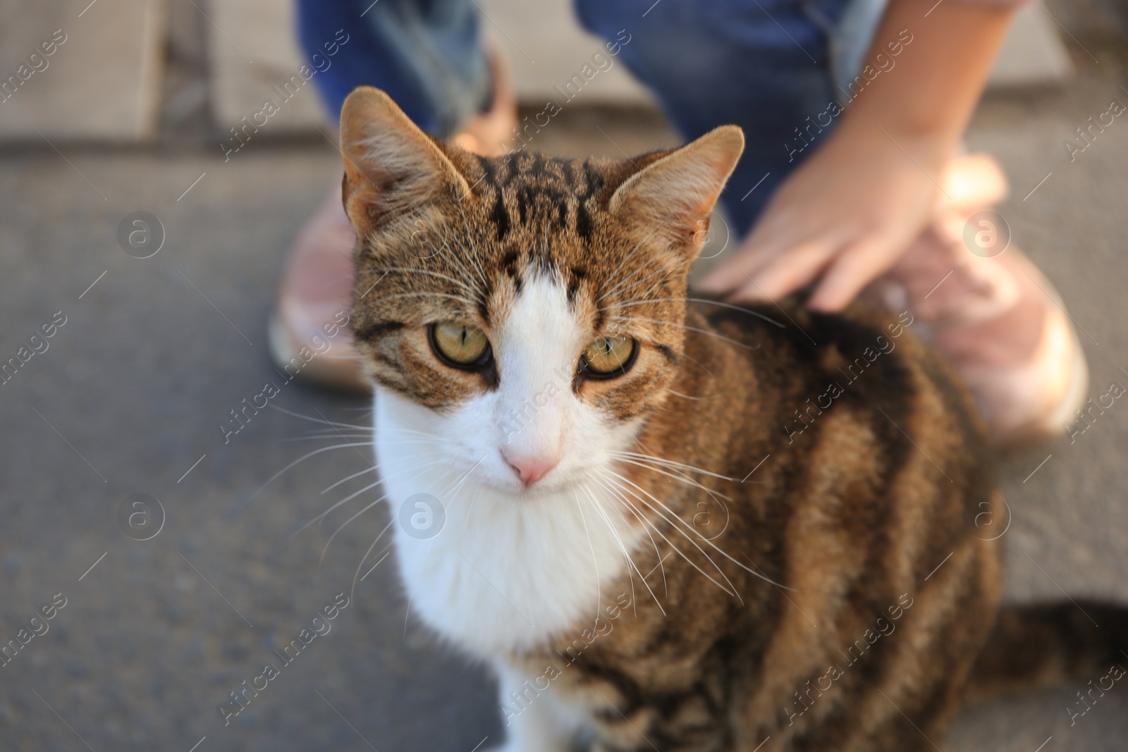 Photo of Child stroking stray cat outdoors, closeup. Homeless animal