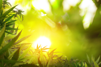 Green hemp leaves in field, closeup. Space for text