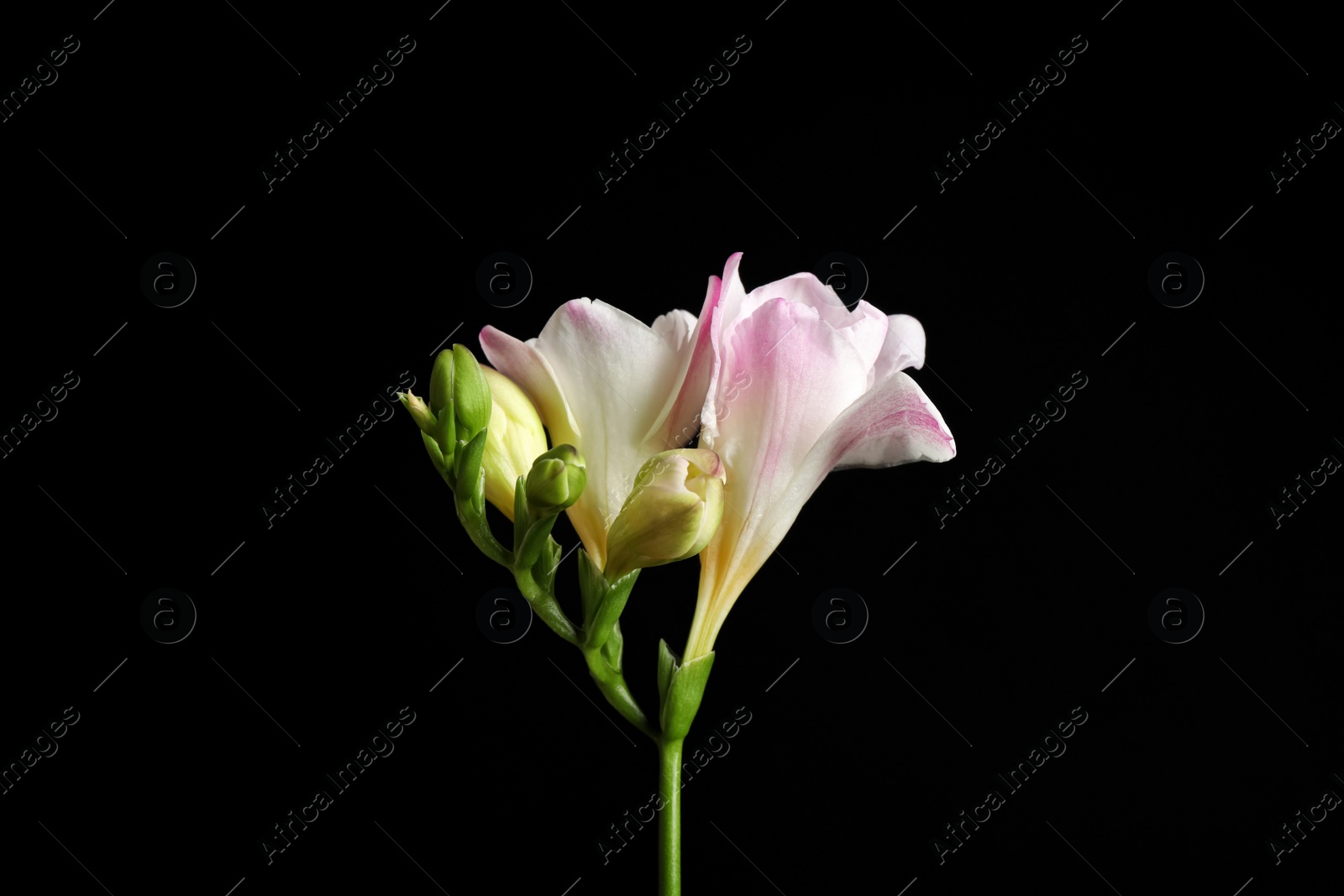 Photo of Beautiful tender freesia flower on black background