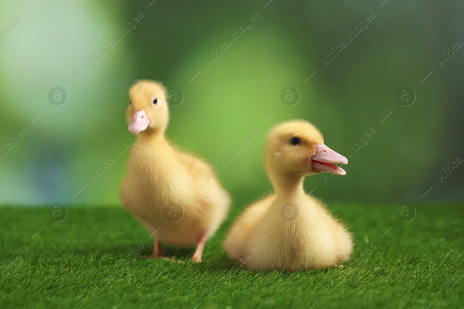 Photo of Cute fluffy ducklings on artificial grass against blurred background, closeup. Baby animals