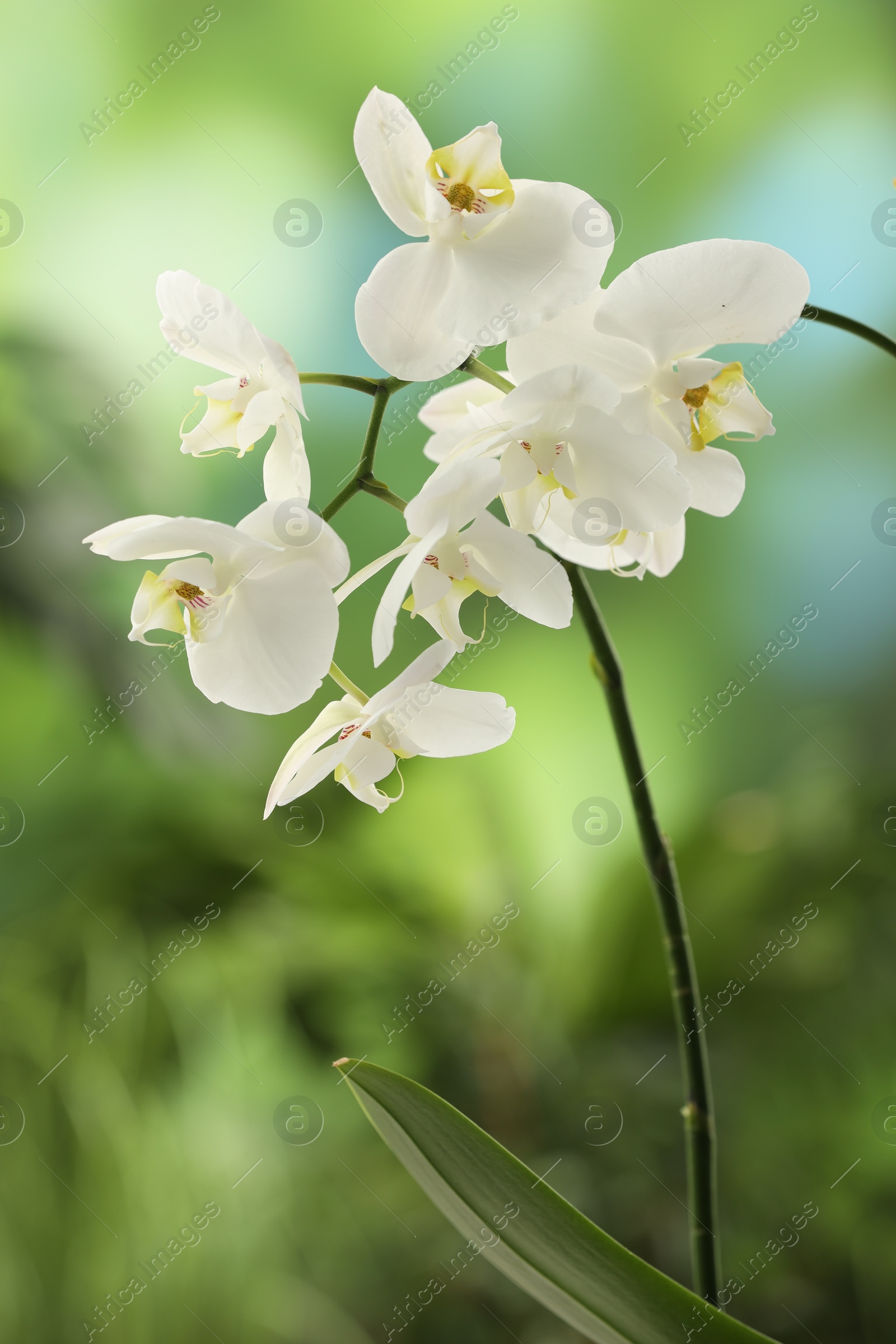 Photo of Branches with beautiful orchid flowers on blurred background, closeup