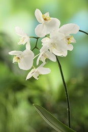 Branches with beautiful orchid flowers on blurred background, closeup