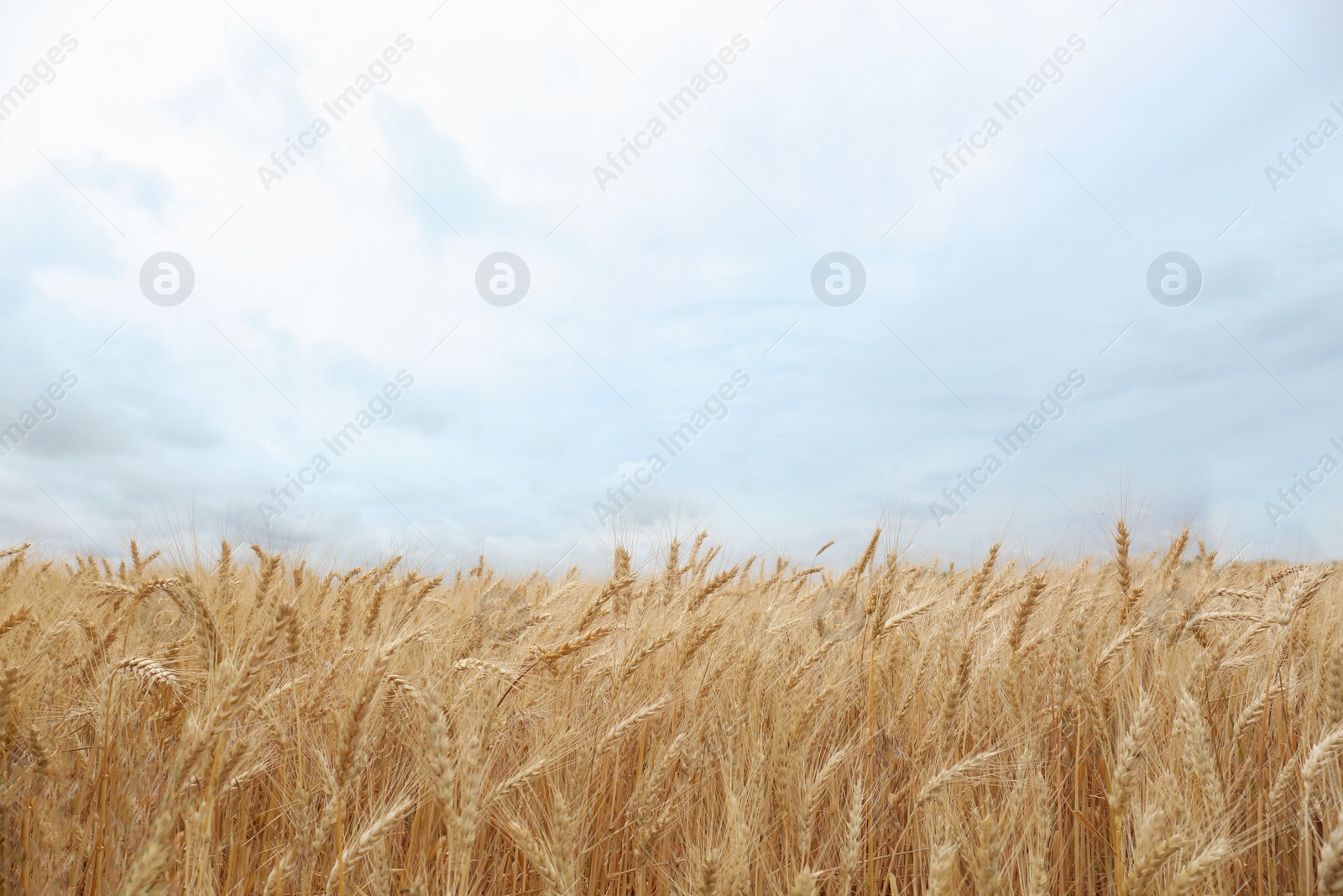 Photo of Beautiful agricultural field with ripe wheat crop on cloudy day