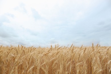 Photo of Beautiful agricultural field with ripe wheat crop on cloudy day