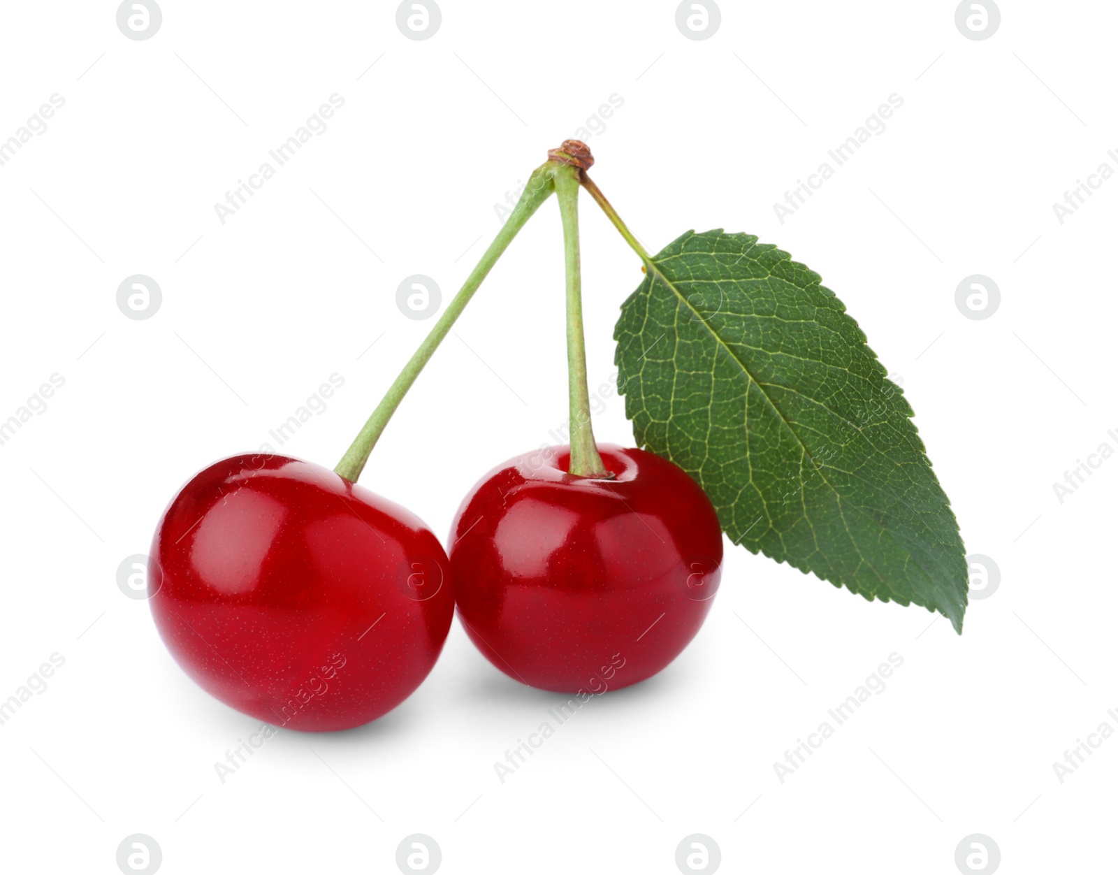 Photo of Sweet red cherries with leaf isolated on white