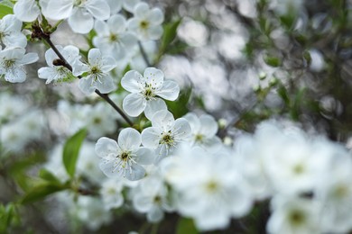 Photo of Branch of beautiful blossoming tree outdoors, closeup. Spring season