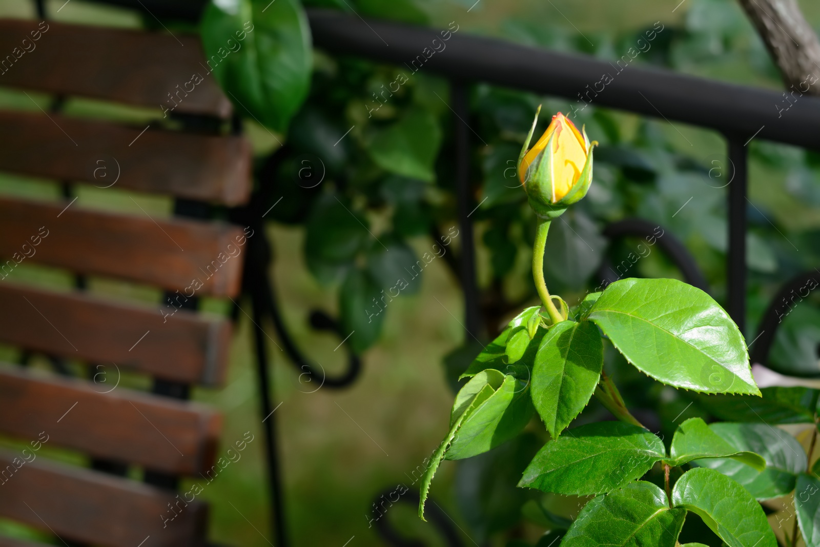 Photo of Beautiful rose flower blooming outdoors, closeup. Space for text