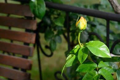 Photo of Beautiful rose flower blooming outdoors, closeup. Space for text