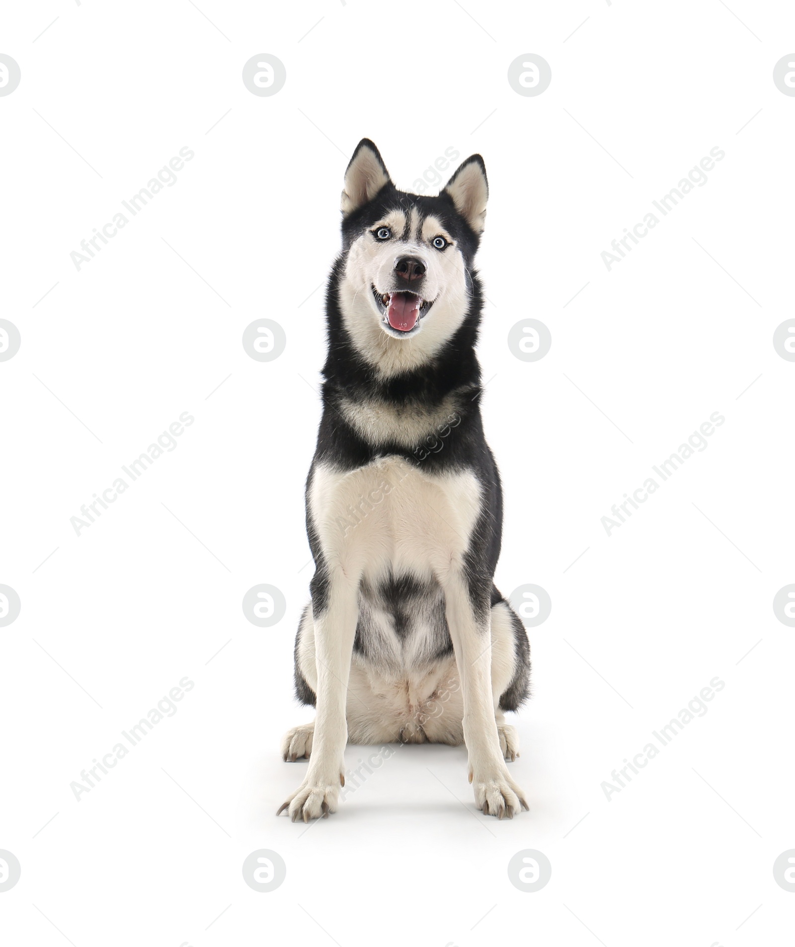 Photo of Cute Siberian Husky dog isolated on white