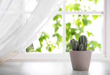 Photo of Beautiful cactus in ceramic pot on windowsill