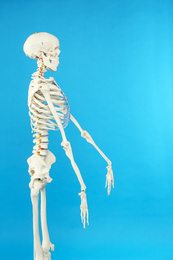Photo of Artificial human skeleton model on blue background
