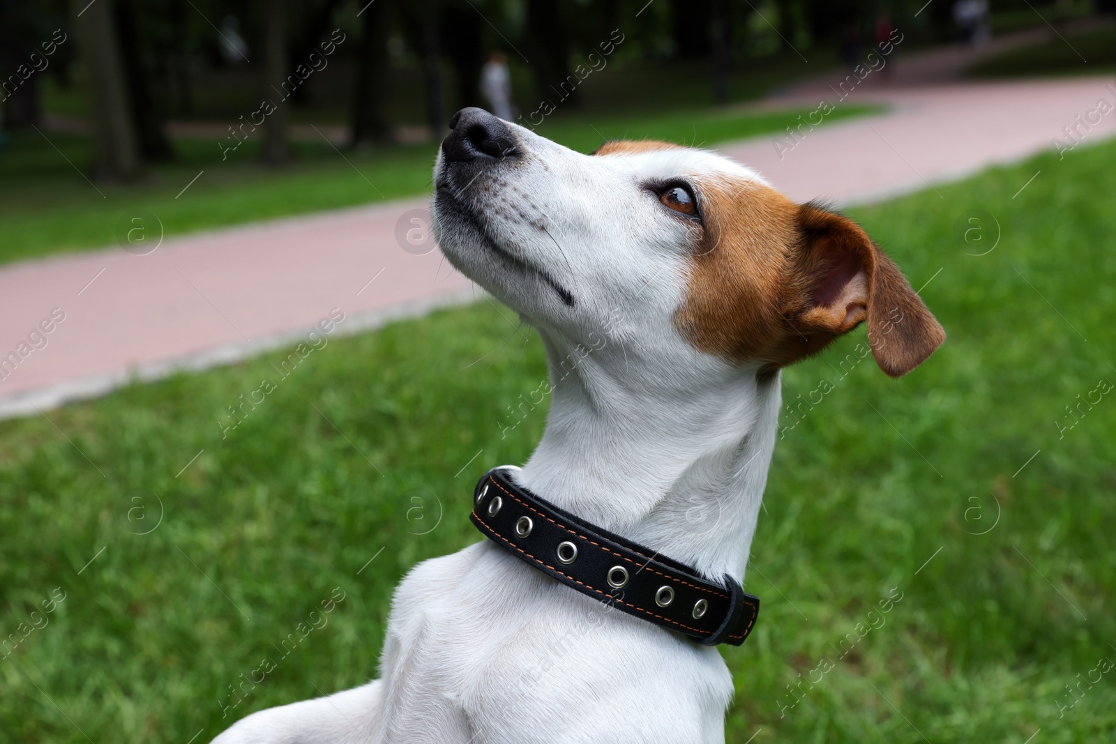 Photo of Beautiful Jack Russell Terrier in black leather dog collar outdoors