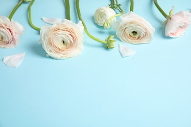 Photo of Ranunculus flowers on color background, space for text