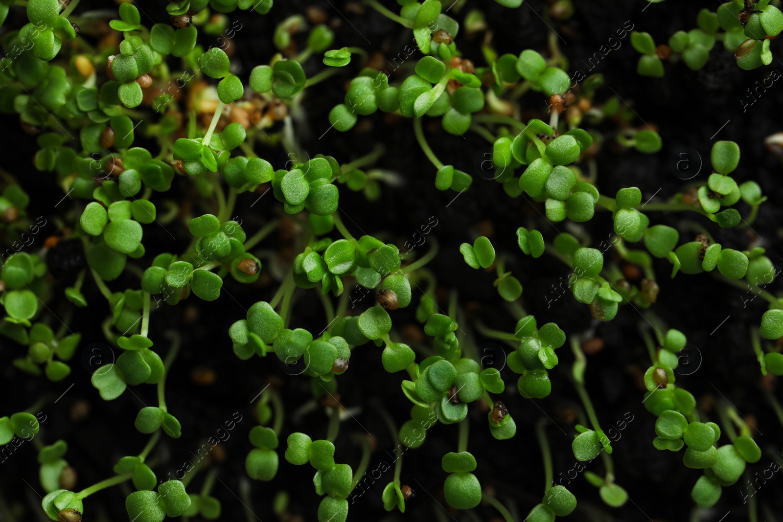 Photo of Young arugula sprouts growing in soil, top view