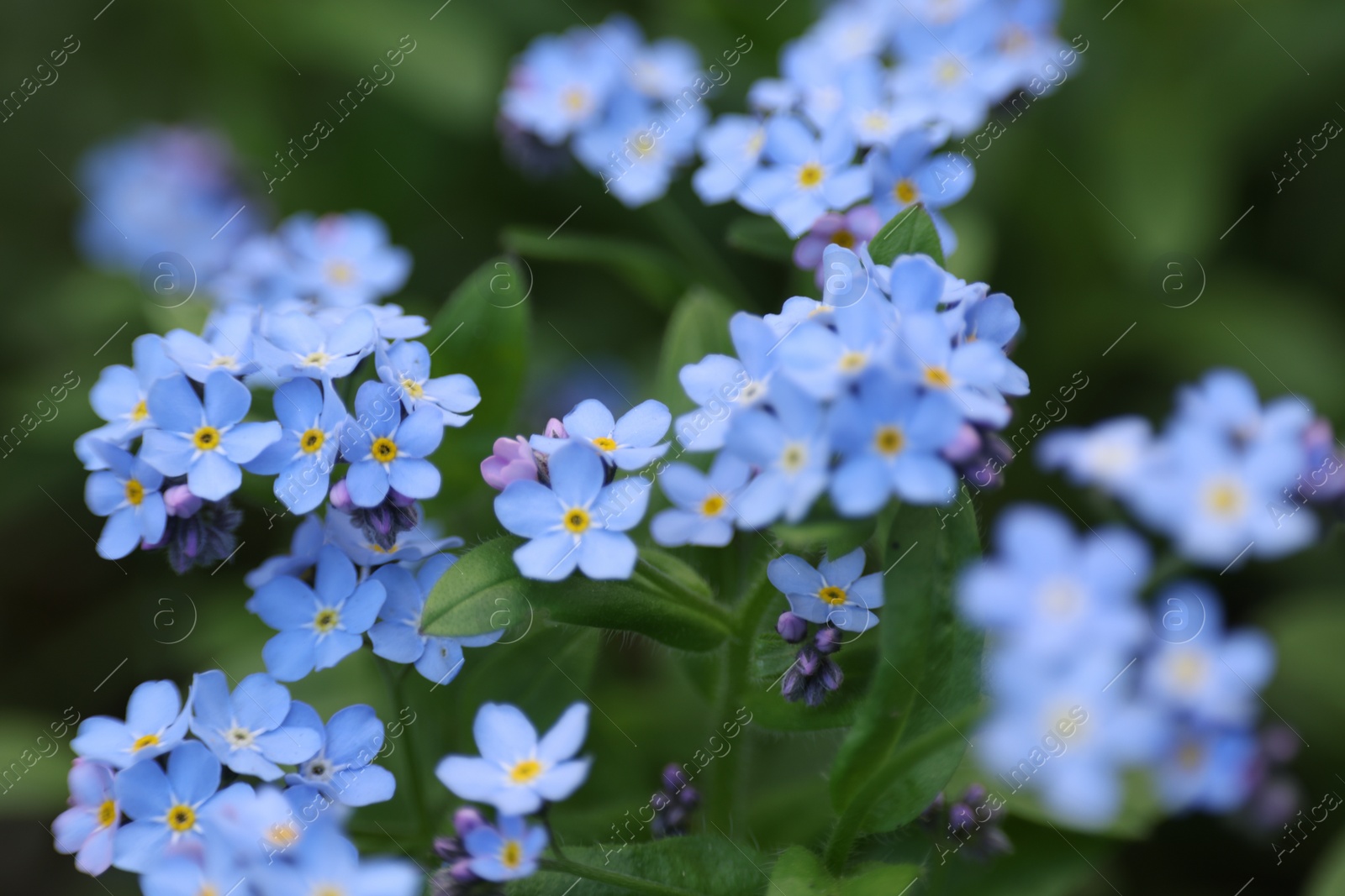 Photo of Beautiful forget-me-not flowers growing outdoors. Spring season