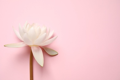 Photo of Beautiful white lotus flower on pink background, top view. Space for text